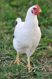 White-Pullets-and-Broilers