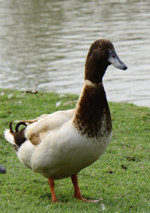 male Khaki Campbell layer duck